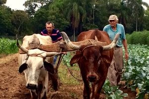Farmers working with cattle featuring prominent horns in a lush farm setting.