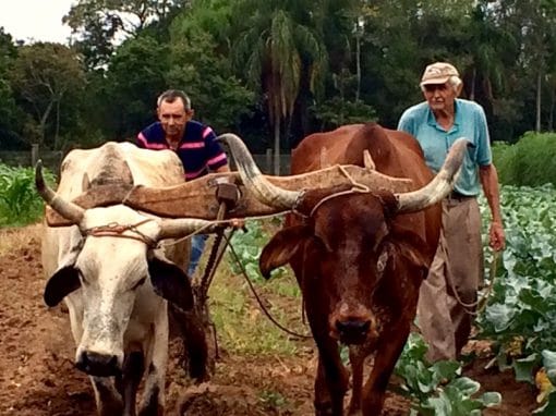 Farmers working with cattle featuring prominent horns in a lush farm setting.