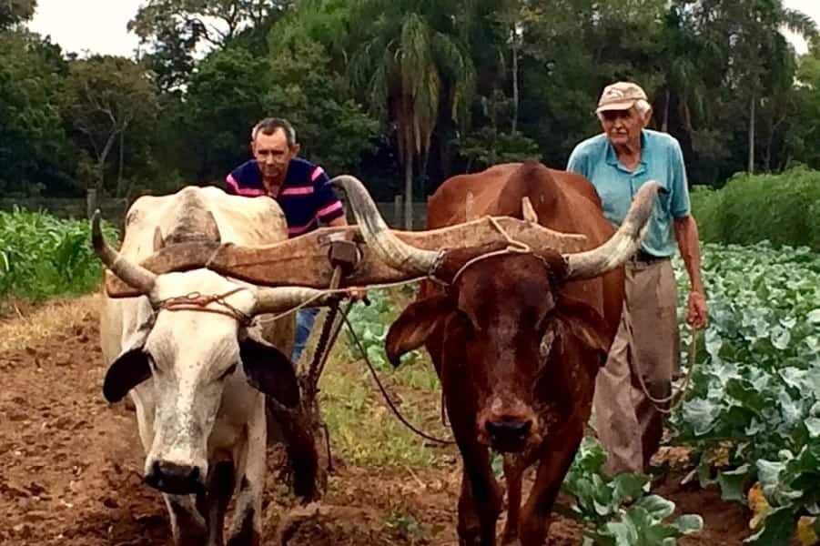 Farmers working with cattle featuring prominent horns in a lush farm setting.