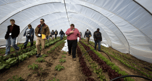 Greenhouse farming with farmers inspecting crops and vegetables inside a large, modern greenhouse.