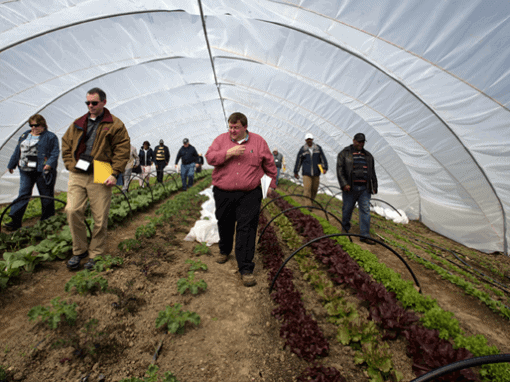 Greenhouse farming with farmers inspecting crops and vegetables inside a large, modern greenhouse.