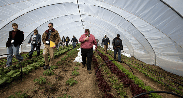 Greenhouse farming with farmers inspecting crops and vegetables inside a large, modern greenhouse.