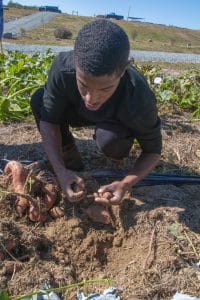 Planting a sweet potato in a field during daytime, with a young boy working in the soil.