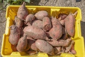 Sweet potatoes in a yellow crate, freshly harvested, ready for market or cooking.