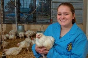 A woman in a blue lab coat holding a fluffy white chicken in a poultry farm setting.