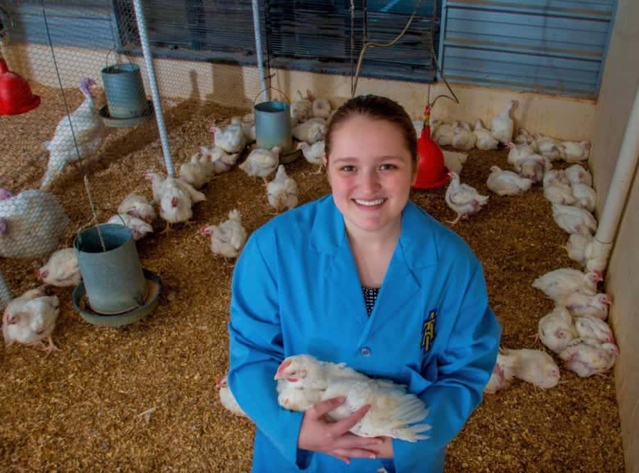 Young girl in blue coat holding a chick at a poultry farm with many other chicks in the background.