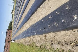 Black plastic mulch covering rows of soil in an agricultural field for weed control and moisture ret.