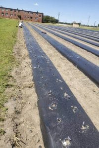 Black plastic mulch laid out in a field for agricultural use, with a worker in the background.