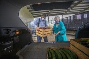 Fresh produce being unloaded from a vehicle at a farm or market, with two people wearing masks and g.