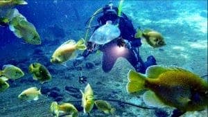 Diver exploring coral reef with colorful fish in clear blue ocean water.