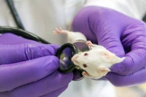 Laboratory mouse being examined with a stethoscope by a researcher in purple gloves.