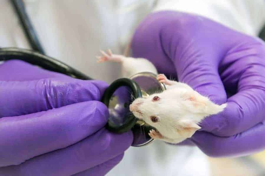 Laboratory mouse being examined with a stethoscope by a researcher in purple gloves.