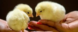Two fluffy yellow chicks are perched in open hands, facing each other against a dark background.