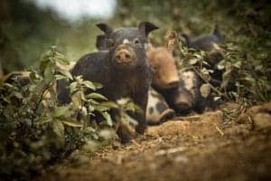 Cute piglets exploring outdoors in a natural setting with greenery and dirt.