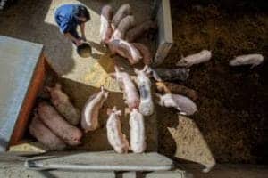 Freshly harvested pigs being processed on a farm, showcasing livestock management and animal husband.