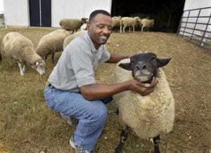 Happy man with sheep in a farmyard, surrounded by sheep and lambs.