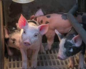 Piglets in a farm setting, showcasing young pigs in a barn environment.