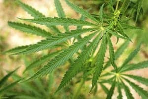 Cannabis plant with green leaves, medical and recreational marijuana cultivation.