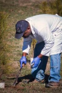 Planting a young tree in a natural outdoor setting, environmental conservation activity.