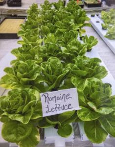 Fresh romaine lettuce seedlings growing in a greenhouse for urban farming and sustainable agricultur.