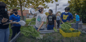 People participating in a community gardening event, planting leafy greens outdoors, wearing masks,.