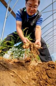 A plant scientist examining a young plant with roots in a greenhouse.