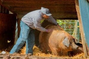 A pig being examined or treated by a person in a farm or veterinary setting.