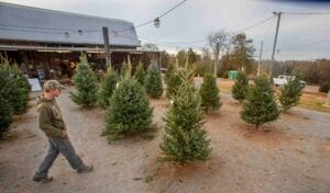 Festive Christmas tree lot with a young man browsing outdoor holiday trees for sale. Seasonal shoppi.