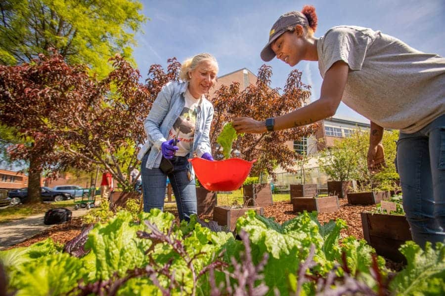 Fresh garden vegetables being harvested by two women outdoors in a community garden.