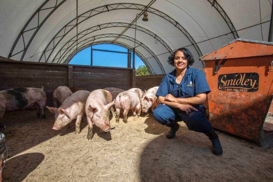 Healthy pigs in a modern indoor farm environment with a smiling female farmer.