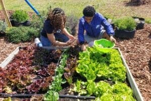 Planting fresh lettuce and herbs in a community garden with two people working together.
