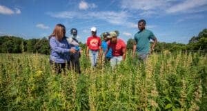 Group of people inspecting hemp plants in an outdoor field for research or farming.