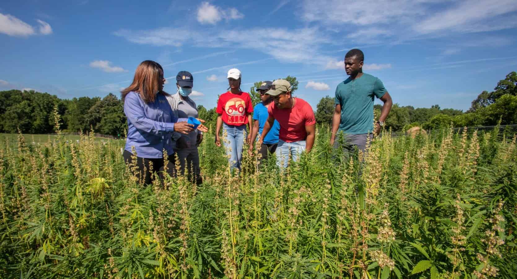 Group of people inspecting hemp plants in an outdoor field for research or farming.