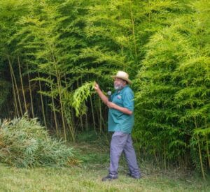 A lush green bamboo forest with a man inspecting the plants.