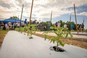 Planting tomatoes in a garden with people and blue sky in the background.