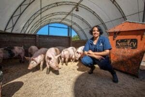 Pig farm worker smiling with pigs inside a greenhouse structure at CAES News.
