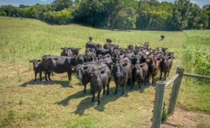 Cattle herd grazing in a green pasture with trees in the background, rural farm scene.