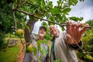 Healthy seniors harvesting fresh apples in an orchard during daytime.