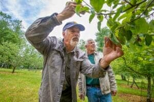 Healthy elderly men harvesting fruit from a tree in an orchard during daytime.