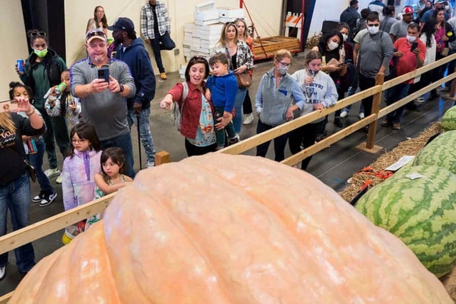 Huge pumpkin display at CAES News event with visitors and children enjoying the fall harvest.
