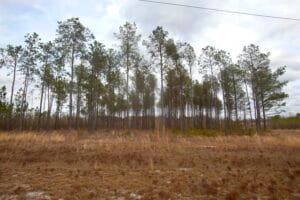 A lush pine forest with tall trees and a cloudy sky in the background.