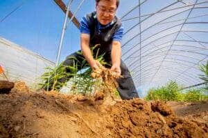 Planting young seedlings in a greenhouse for sustainable agriculture and environmental conservation.