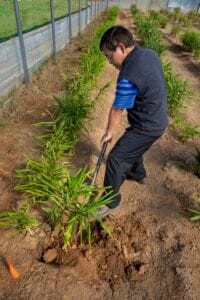 Young man planting cannabis seedlings in a greenhouse for sustainable cultivation.