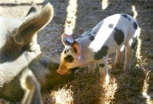 Cute piglet interacting with a piglet in a farm setting, showcasing farm animals and rural life.