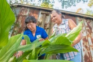 Planting and caring for crops in a rural setting with two women inspecting the plants.