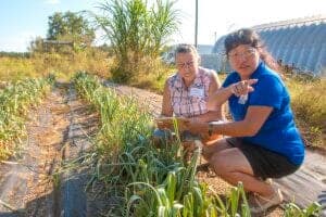 A woman and an elderly woman inspecting onion plants in a garden bed.
