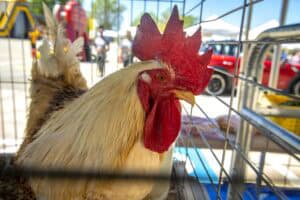 A chicken at an outdoor fair or market, showcasing farm animals and poultry exhibits.