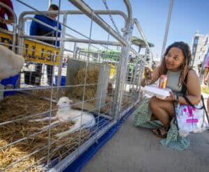 Cute girl feeding a baby goat at an outdoor petting zoo event, with animals in enclosures and visito.