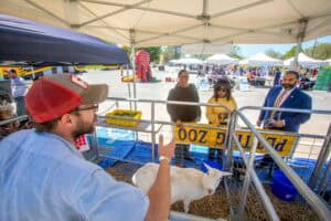 Petting zoo at an outdoor fair with children and adults interacting with a goat under a tent.