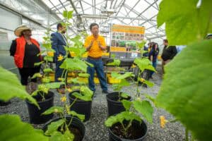 Plant exhibition in a greenhouse with people observing and discussing the plants.